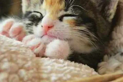 Что необходимо приобрести, когда в доме появляется котенок