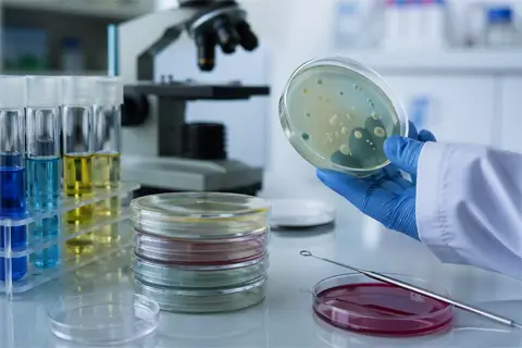 Что такое идентификация бактерий в лаборатории и как она проводится?