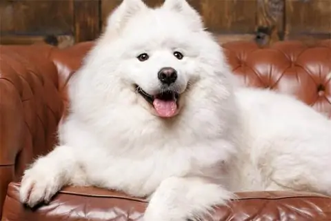 Груминг собак в Киеве: красота, забота и сервис премиум-класса в V.O.G DOG SALON