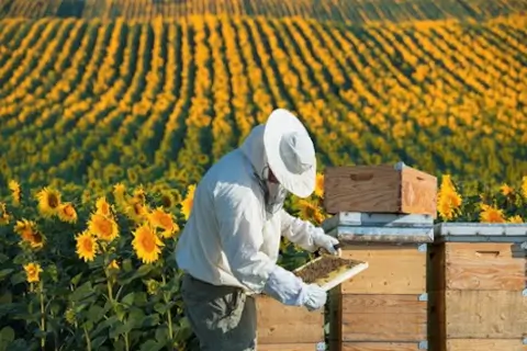 Как интернет-магазины изменяют подход к пчеловодству в Украине