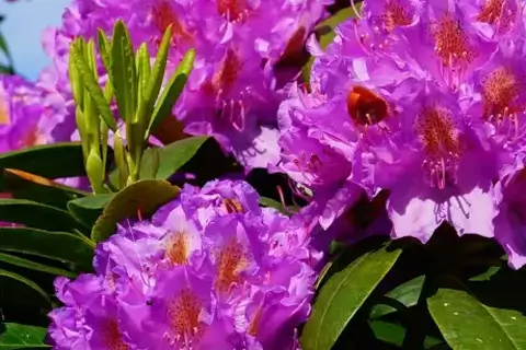 Как вырастить роскошные рододендроны без лишних хлопот?