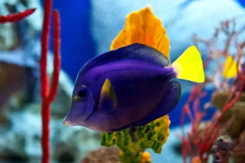 Корм для рыбок: виды, выбор и как правильно кормить аквариумных обитателей