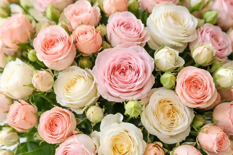 Купить кустовую розу: как выбрать букет и заказать доставку