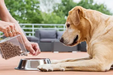 как выбрать лучший сухой корм для собак картинка