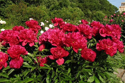 топ многолетних цветов картинка