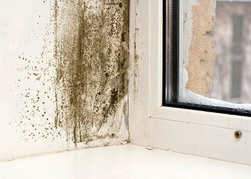 Плесень на кухне