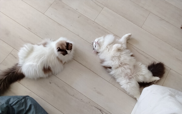 планшет Honor Pad X8b