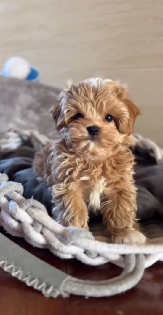 Щенок Ирины Федишин