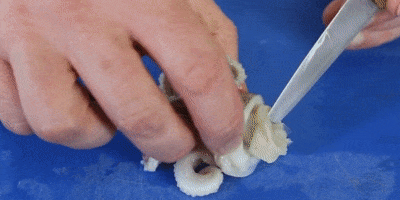 Вот так удаляют клюв кальмара