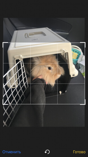 Видео из фото iPhone