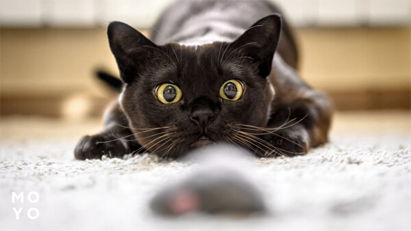 Игрушки для кошек