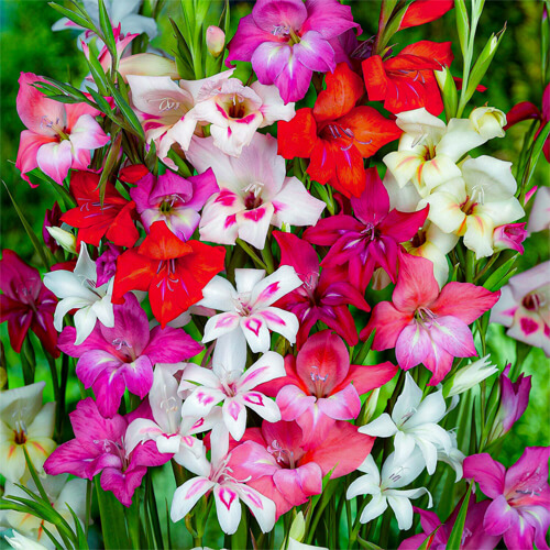 Гладиолус Микс Nanus (луковицы)