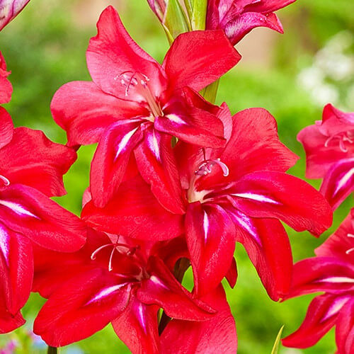 Гладиолус Ramosus Robinetta (луковицы)