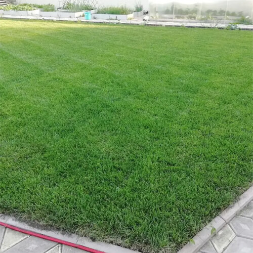 Семена газонной травы Лилипут 1 кг