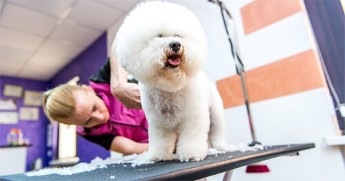 Груминг собак в Киеве