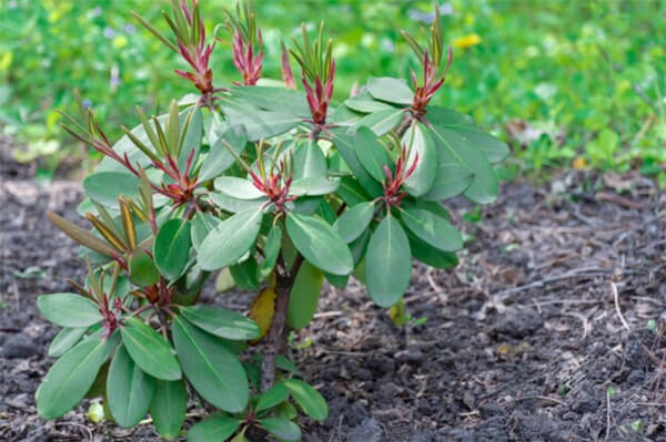 роскошные рододендроны