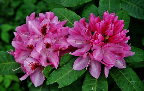 роскошные рододендроны