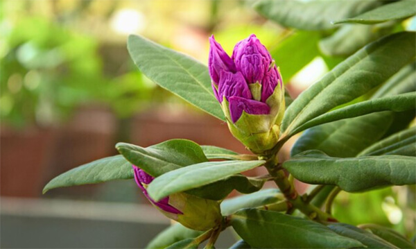 роскошные рододендроны