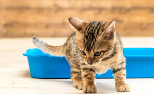 когда в доме появляется котенок