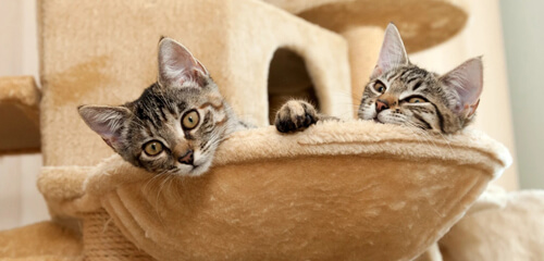 когда в доме появляется котенок