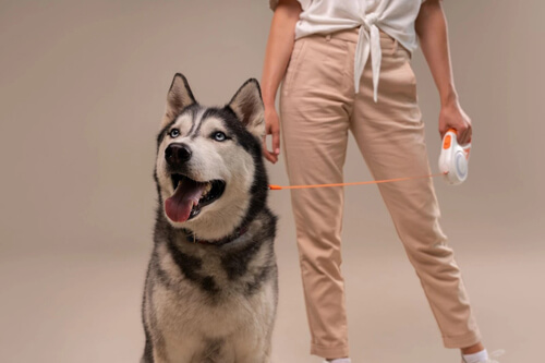 хаски на поводке