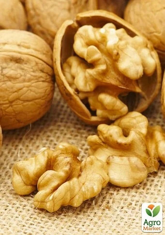 Как посадить грецкий орех